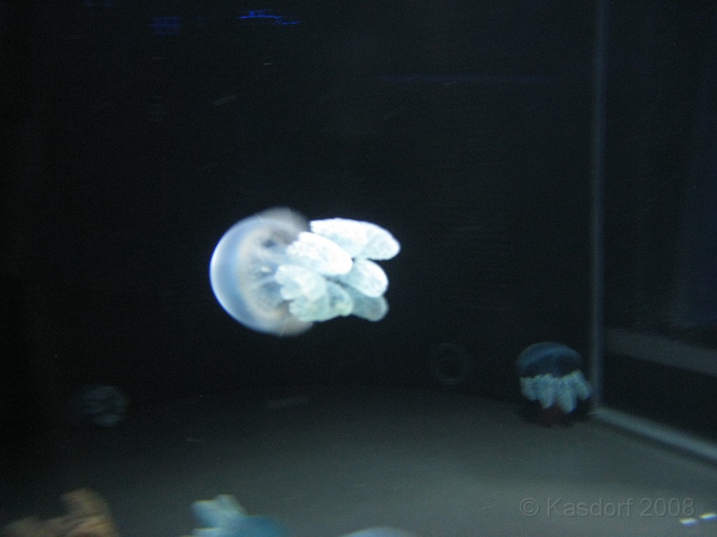 Baltimore MD 2009 0900.jpg - A 4th of July trip to Washington DC in 2009 included a stop in Baltimore MD to see the National Aquarium.